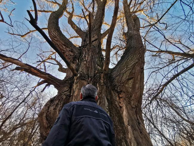 150 éves nagy fekete nyárfa
