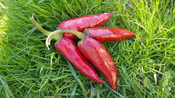 Paprika