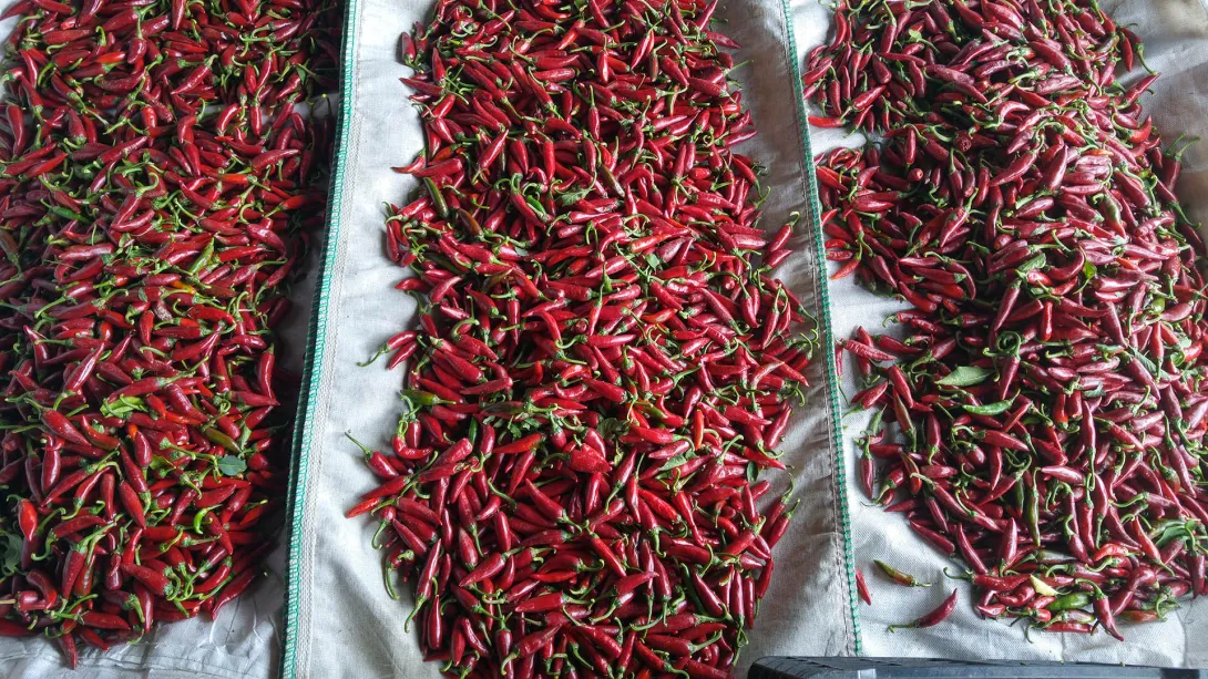 Paprika