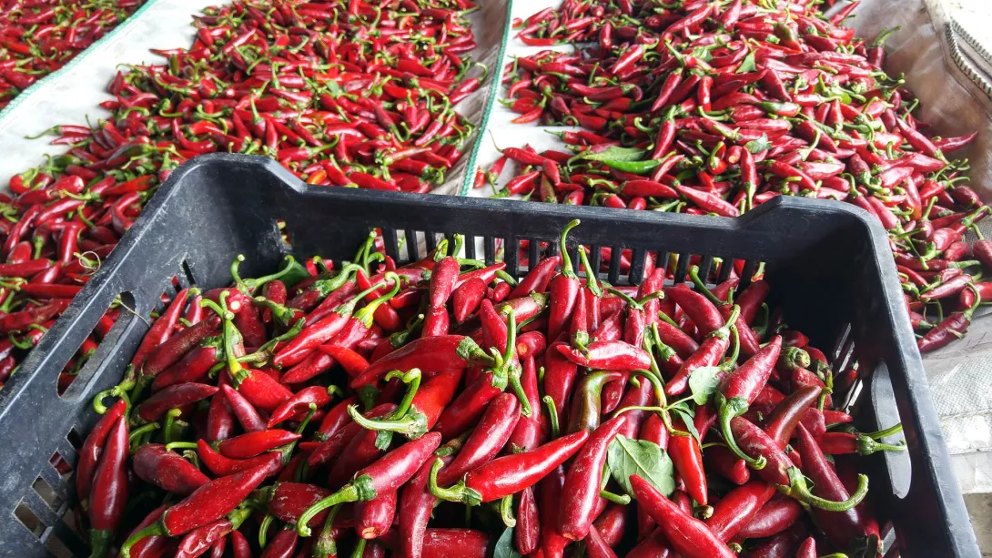 Paprika