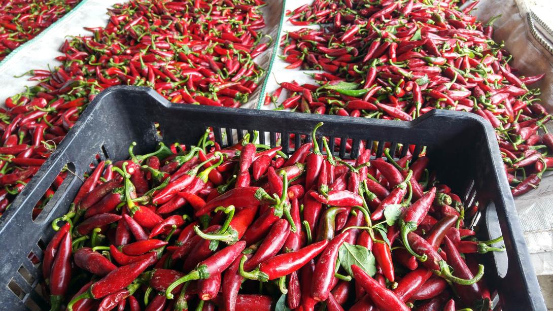 Paprika