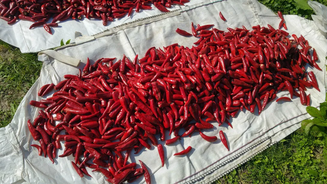 Paprika
