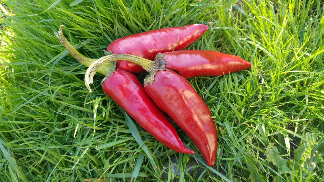 Paprika