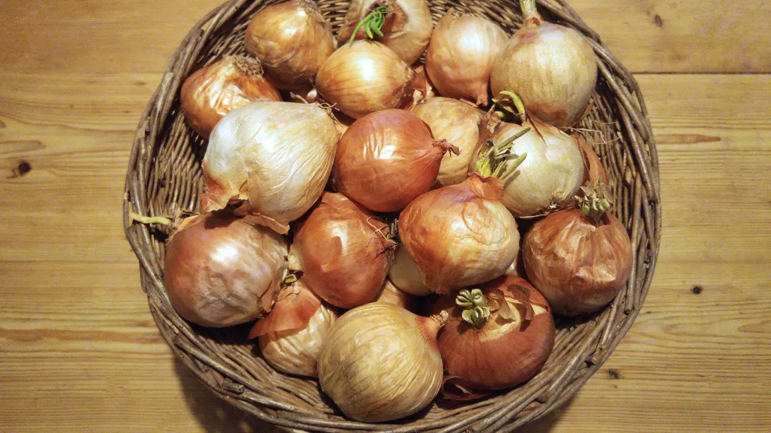 Hagyma