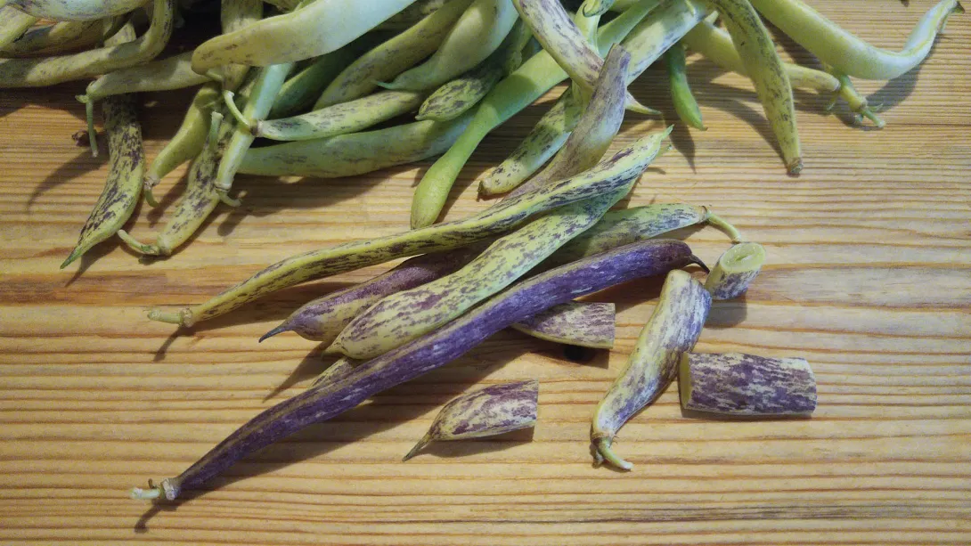 Zöldbab