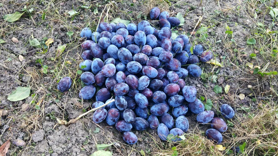 Szilva