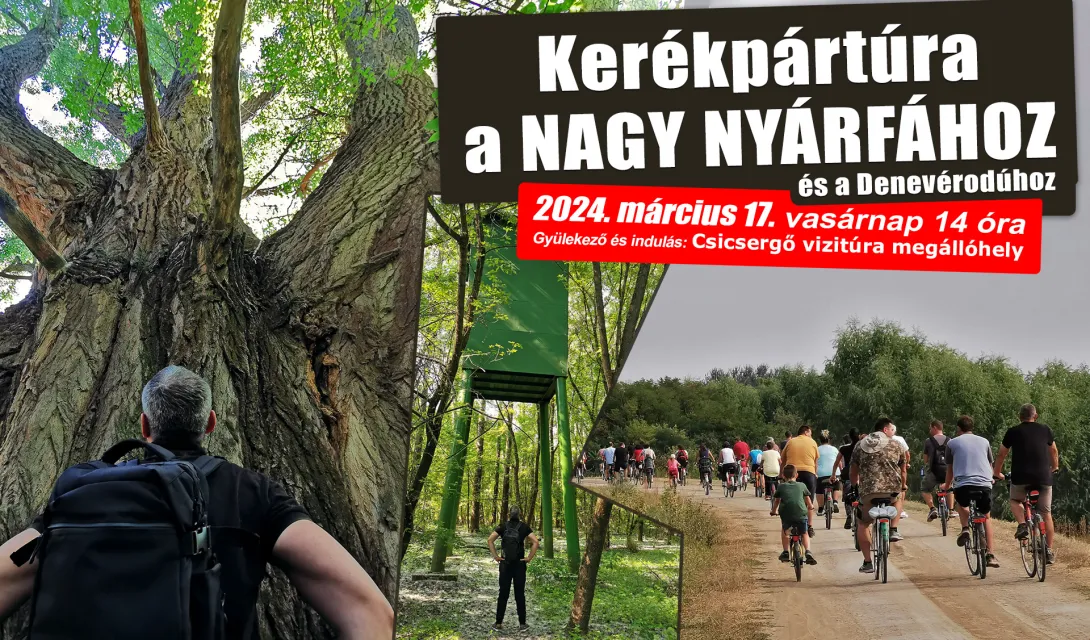 Kerékpártúra a nagy nyárfához