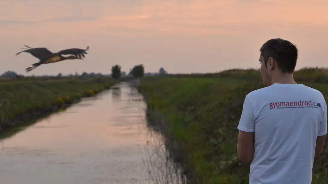 Wildlife - Gyomaendrőd