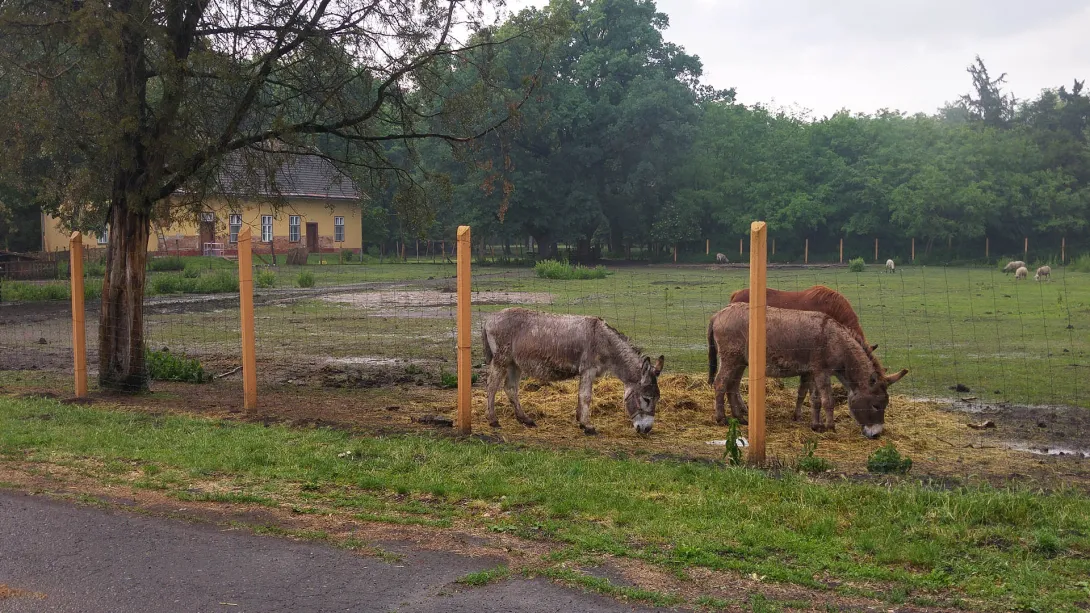 Pósteleki kisállat simogató (kecske, birka, szamár), Póstelek
