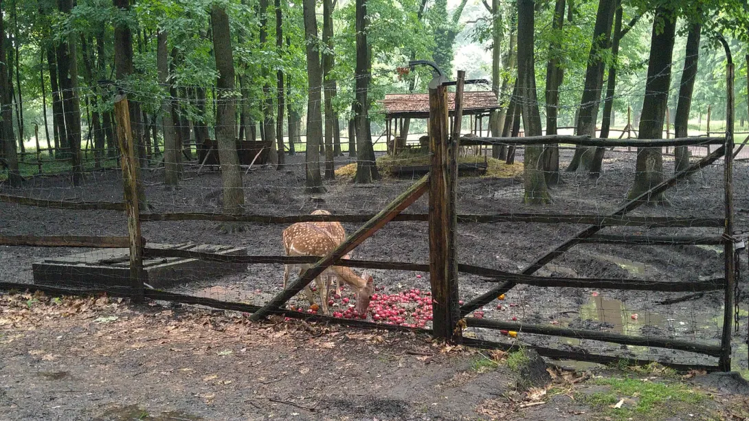 Pósteleki mini vadaspark (őz), Póstelek
