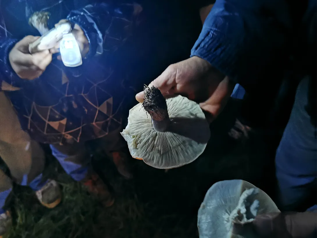 Lilatönkű pereszke gomba a Hármas-Körös árterében