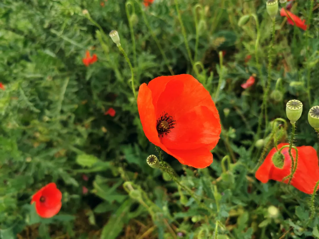 Közönséges pipacs, mezei pipacs vagy vetési pipacs, Póhalom