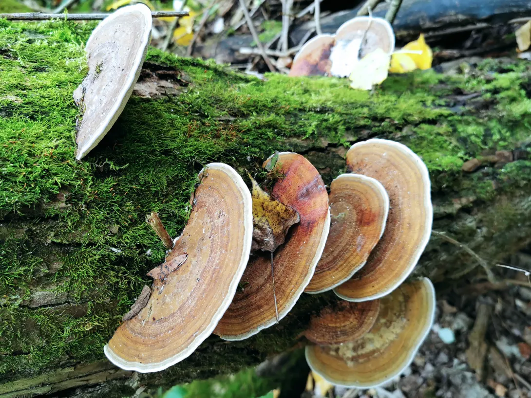Taplógomba, Körös-Maros Nemzeti Park