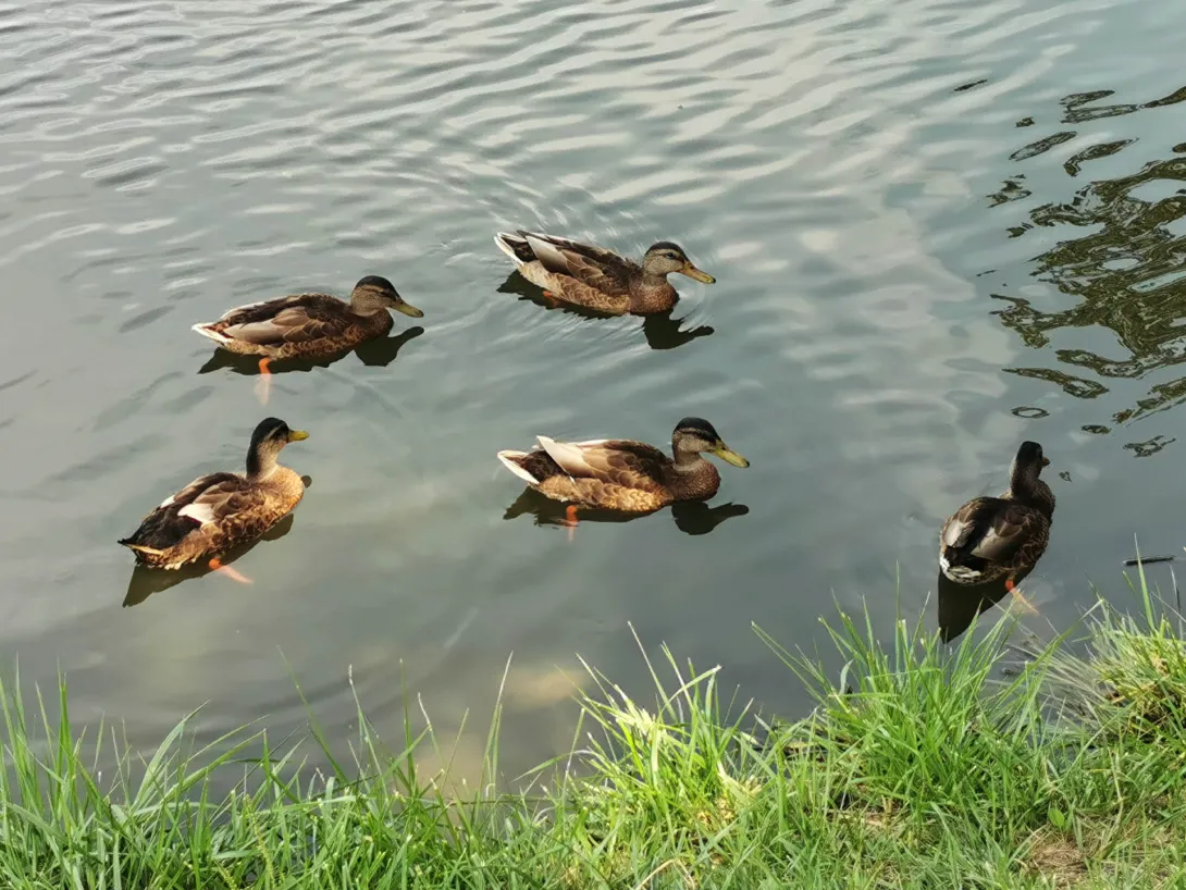 Tőkés réce vagy vadréce, Körös-Maros Nemzeti Park