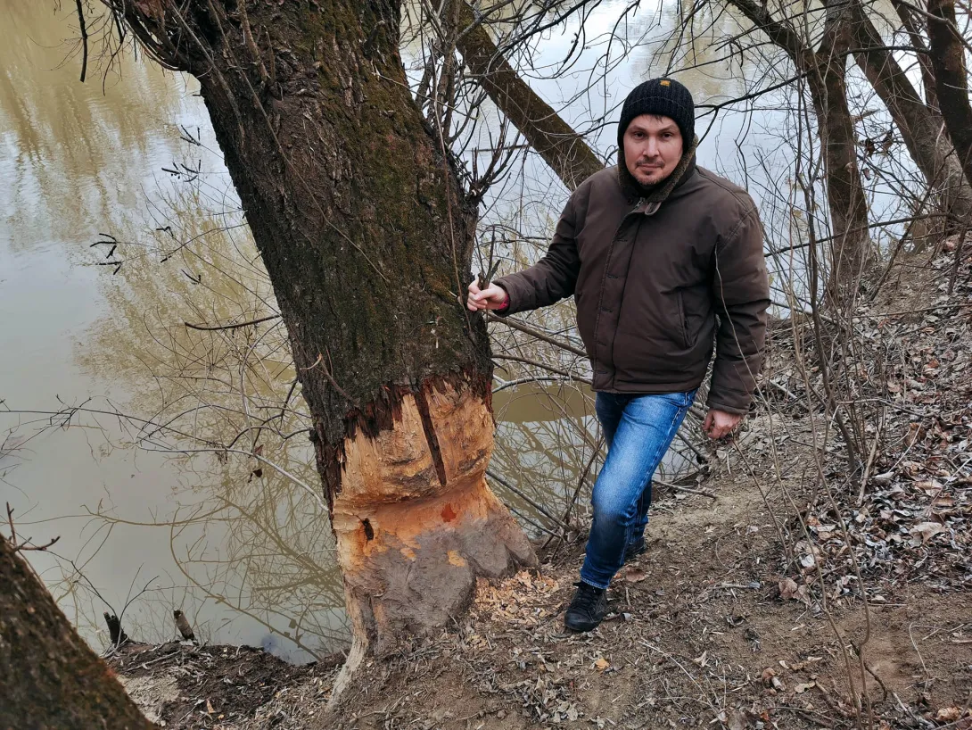 Túl jól érzik magukat Gyomaendrődön a hódok