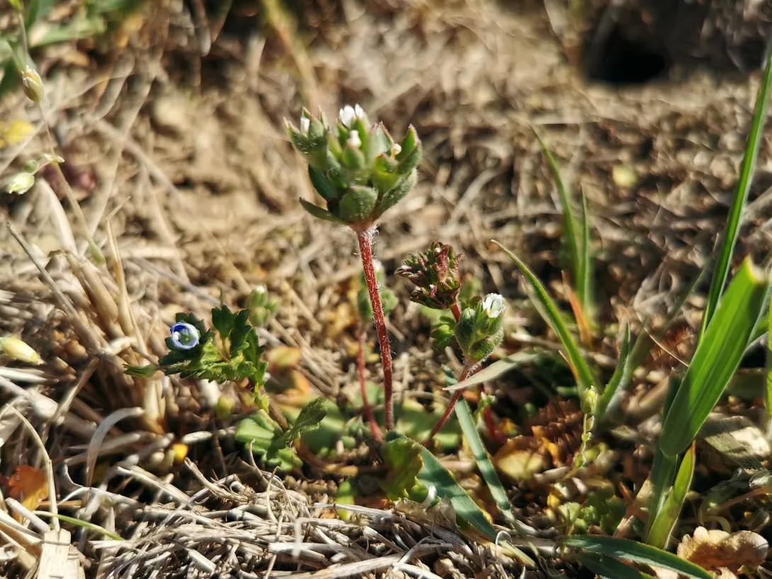 Nagy gombafű (Androsace maxima)