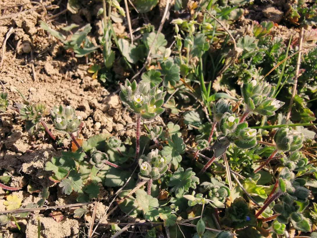 Nagy gombafű (Androsace maxima)
