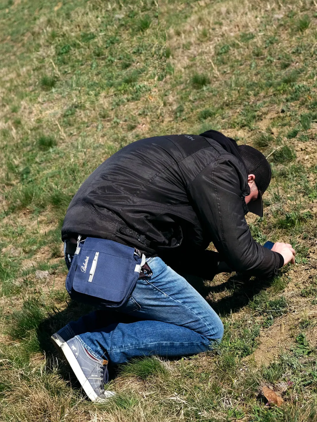 A nagy gombafű (Androsace maxima) élőhelye