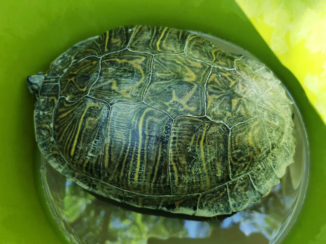 Vörösfülű ékszerteknős, Körös-Maros Nemzeti Park