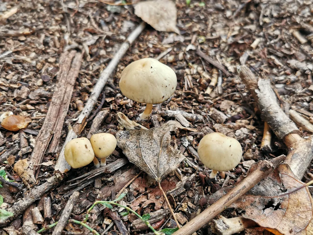 Nagy döggomba, Körös-Maros Nemzeti Park