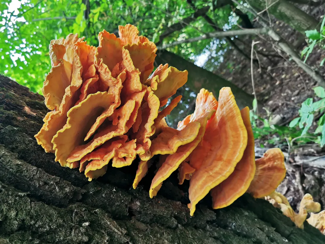 Sárga gévagomba, Körös-Maros Nemzeti Park