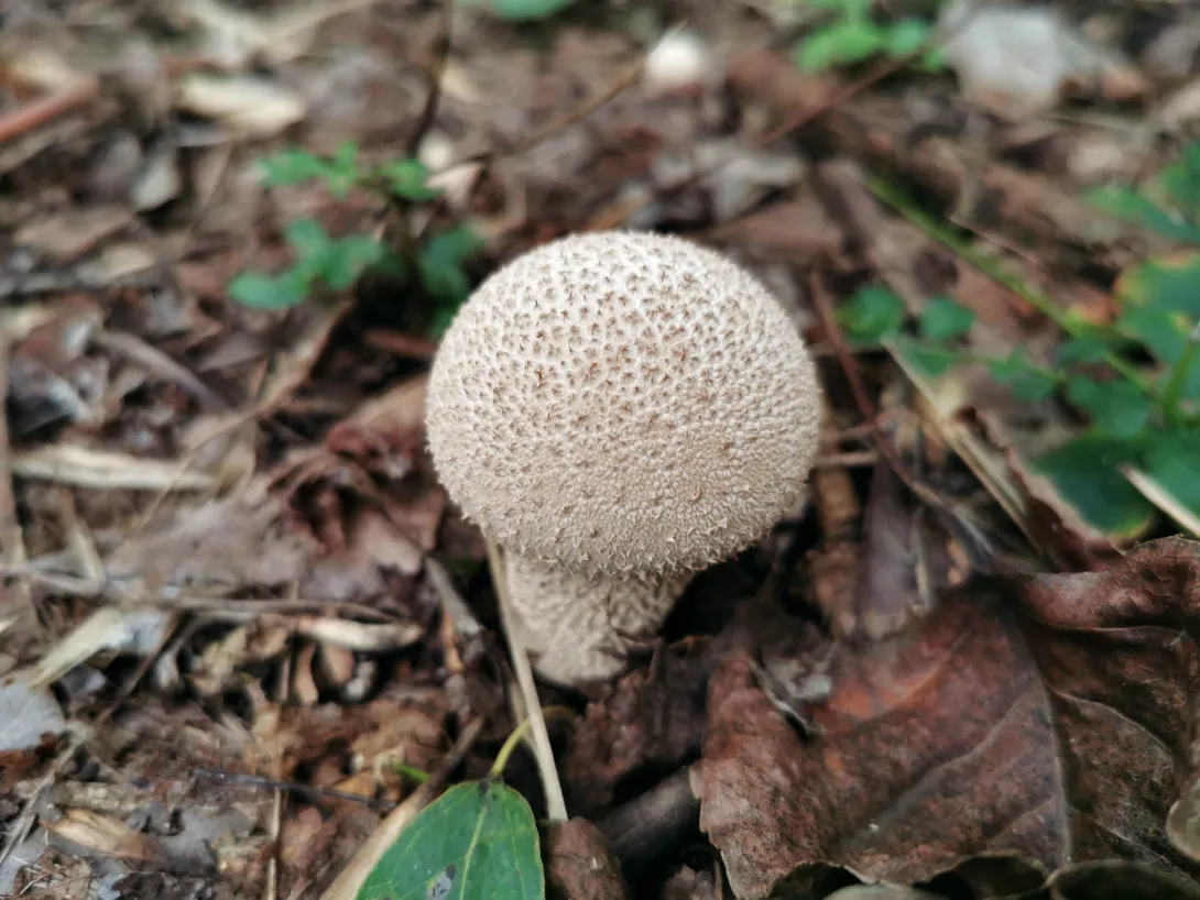 Bimbós pöfeteg, Körös-Maros Nemzeti Park