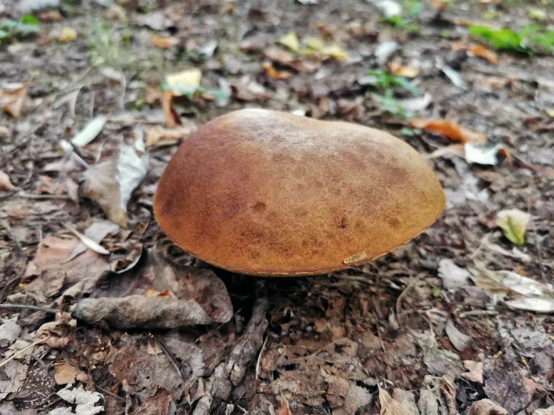 Nyárfa érdestinóru, Körös-Maros Nemzeti Park