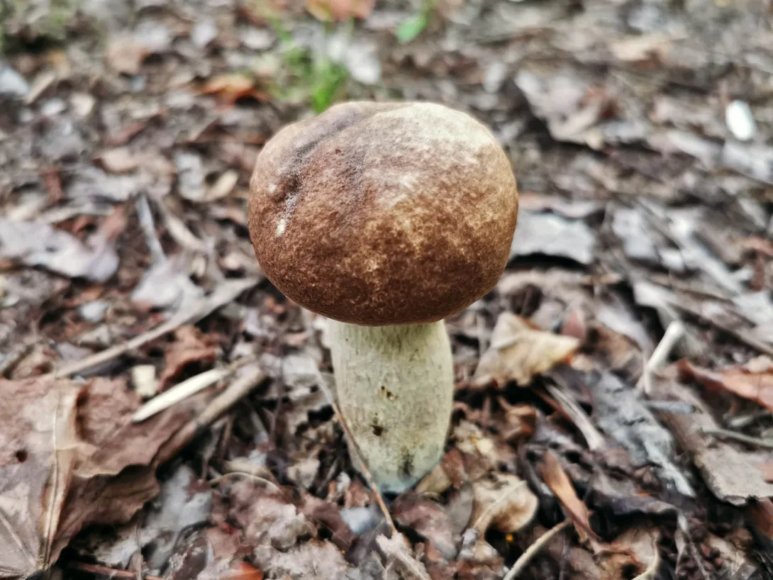 Nyárfa érdestinóru (fiatal), Körös-Maros Nemzeti Park