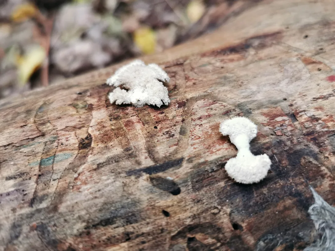 Korall nyálkagomba, Körös-Maros Nemzeti Park