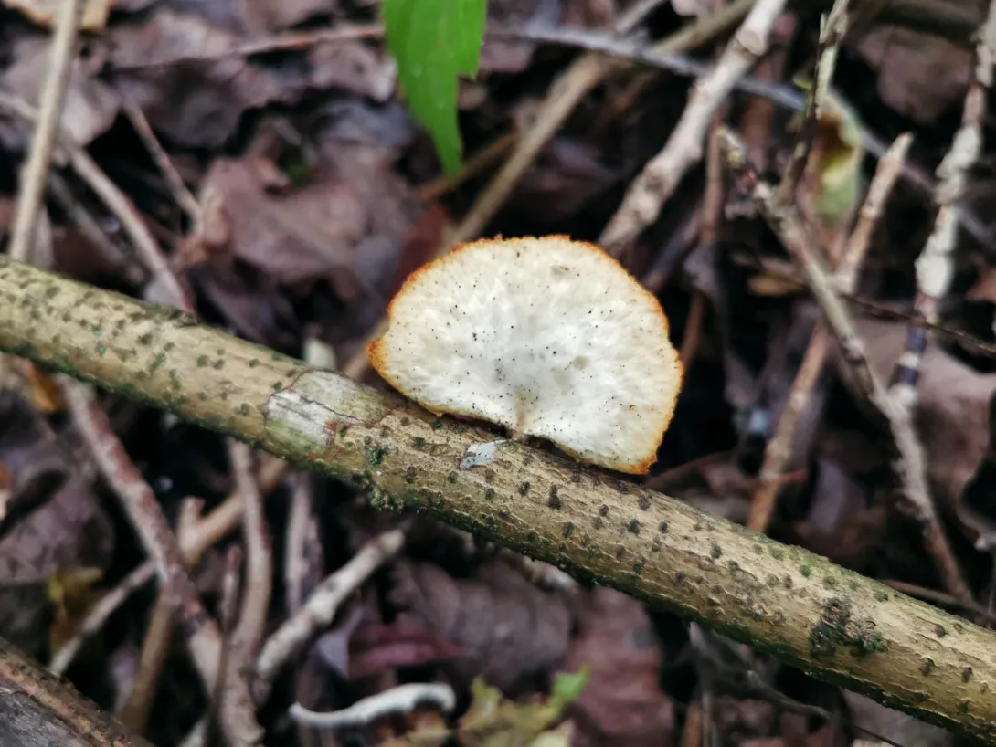 Likacsosgomba, Körös-Maros Nemzeti Park