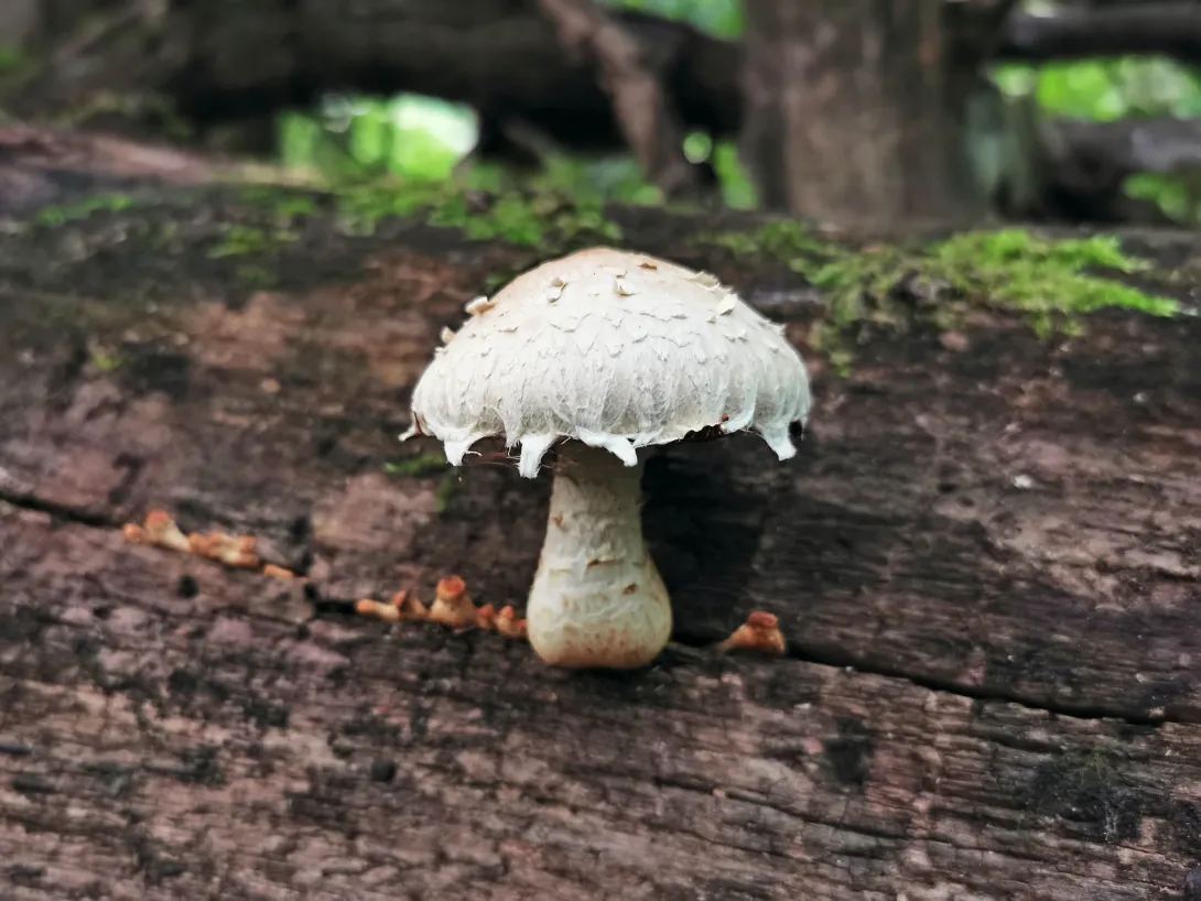 Nyárfa-tőkegomba, Körös-Maros Nemzeti Park