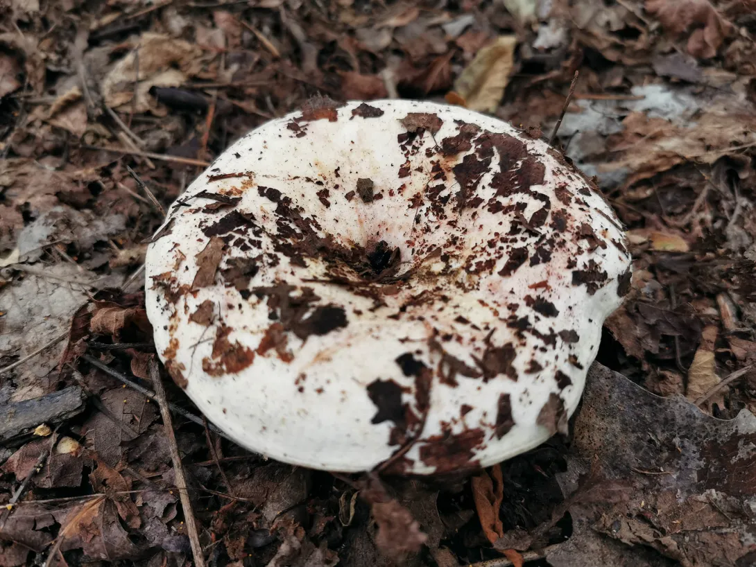 Rózsáslemezű tejelőgomba, Körös-Maros Nemzeti Park