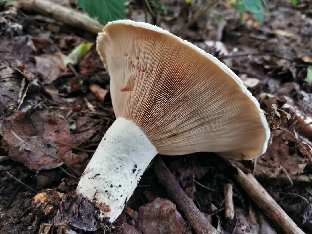 Rózsáslemezű tejelőgomba, Körös-Maros Nemzeti Park