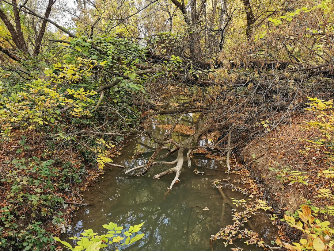 Befolyó csatorna, Körös-Maros Nemzeti Park