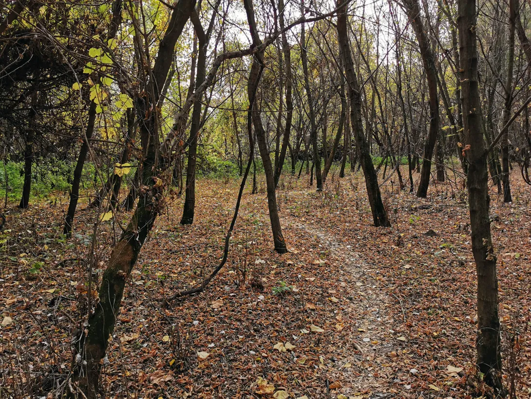 Ártéri erdő, Körös-Maros Nemzeti Park