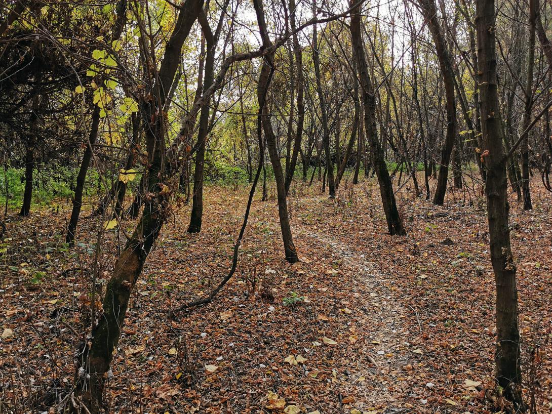 Ártéri erdő, Körös-Maros Nemzeti Park