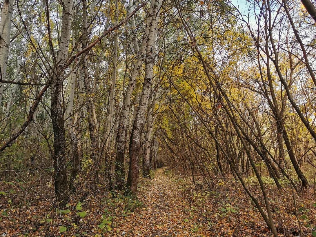 Ártéri erdő, Körös-Maros Nemzeti Park