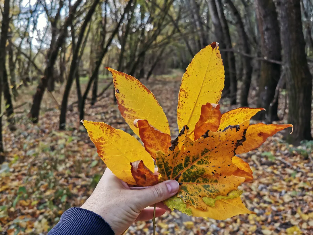 Sárga falevelek peregnek az őszi fákról, Körös-Maros Nemzeti Park