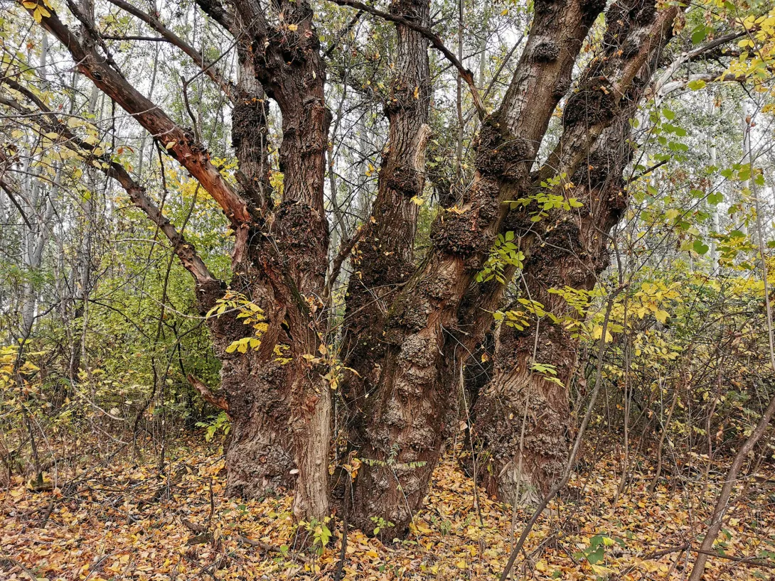Ártéri erdő, Körös-Maros Nemzeti Park