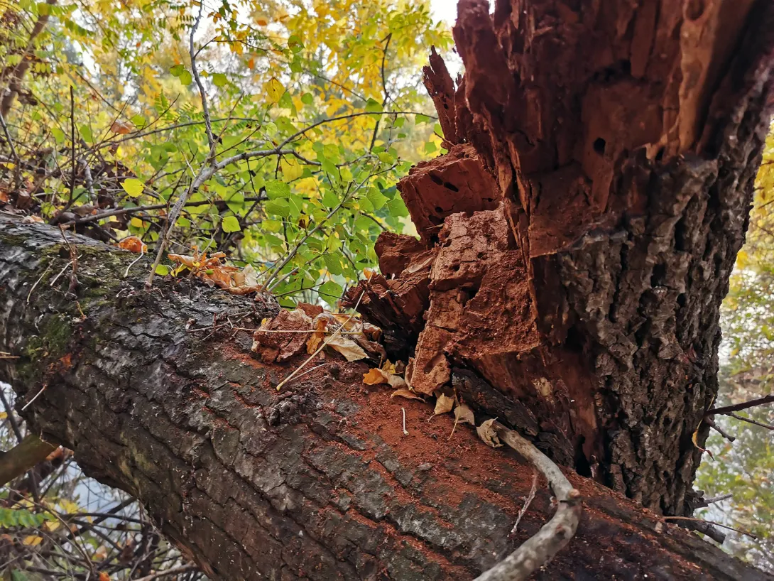 Ártéri öreg fa (a korhadt részeken gomba, moha, zuzmó és ezerféle rovar telepszik meg), Körös-Maros Nemzeti Park