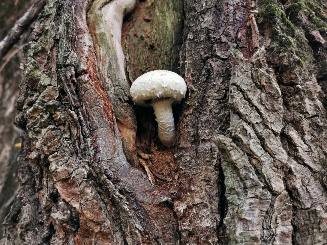 Nyárfa-tőkegomba, Körös-Maros Nemzeti Park