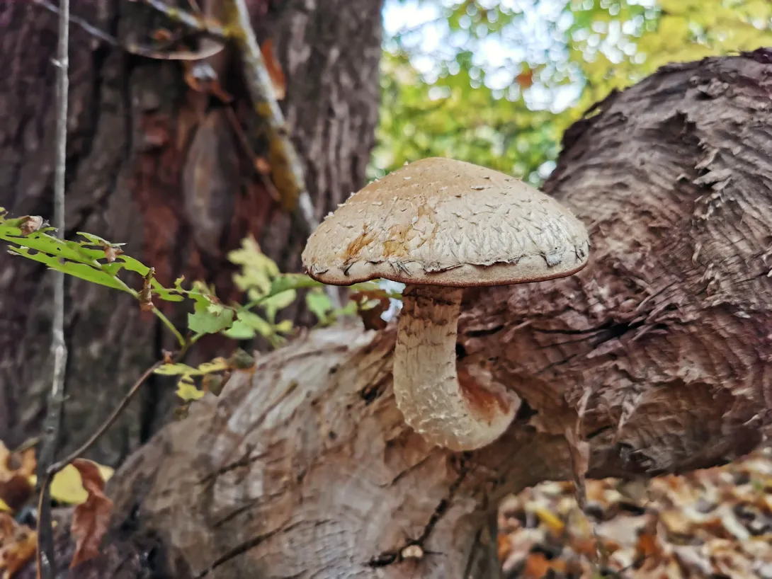Nyárfa-tőkegomba, Körös-Maros Nemzeti Park