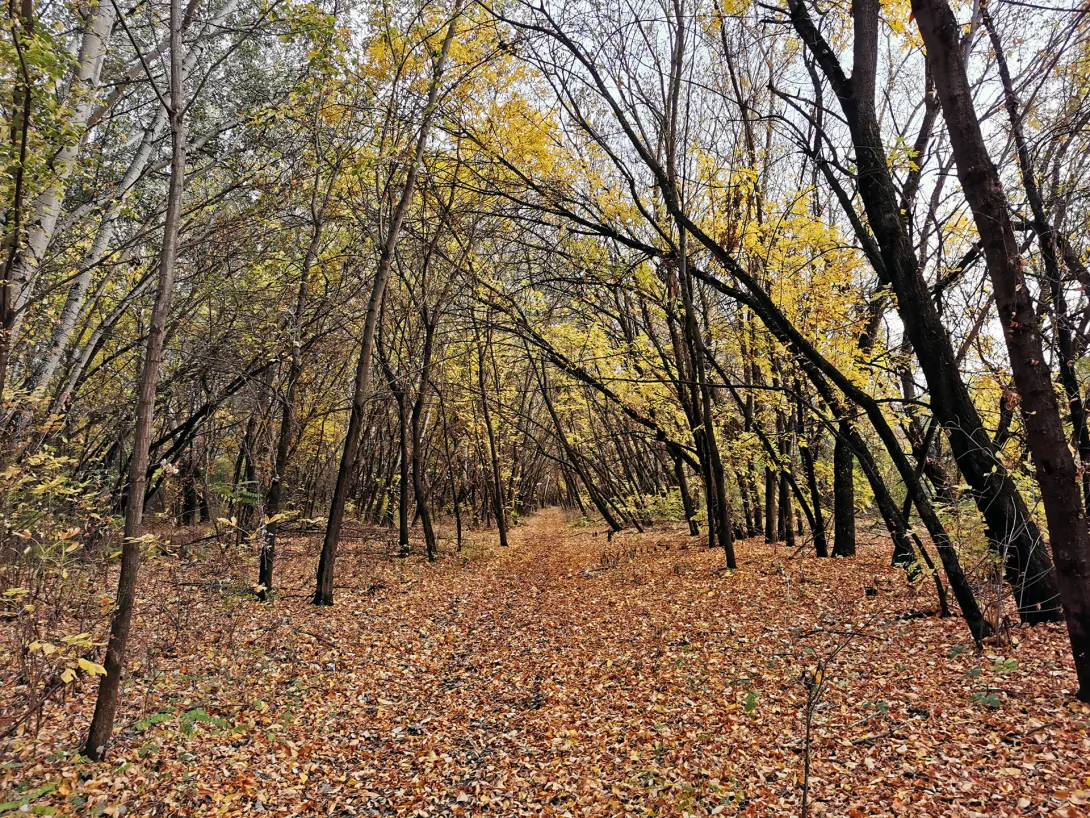Ártéri erdő, Körös-Maros Nemzeti Park