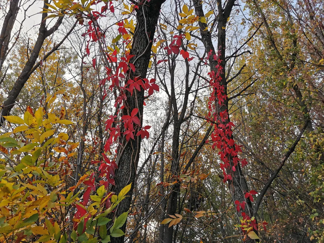 Vadszőlő, Ártéri erdő, Körös-Maros Nemzeti Park
