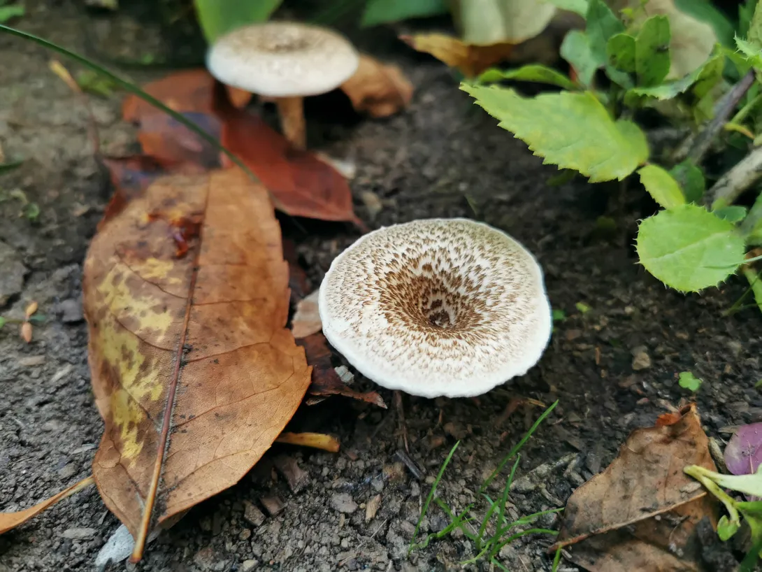 Nyár-fagomba, Körös-Maros Nemzeti Park