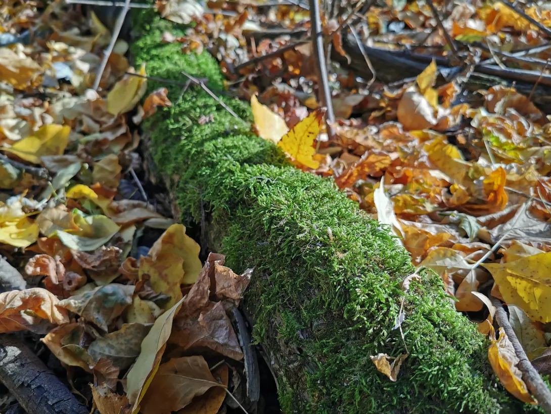 Ragyogó zöld moha, Körös-Maros Nemzeti Park