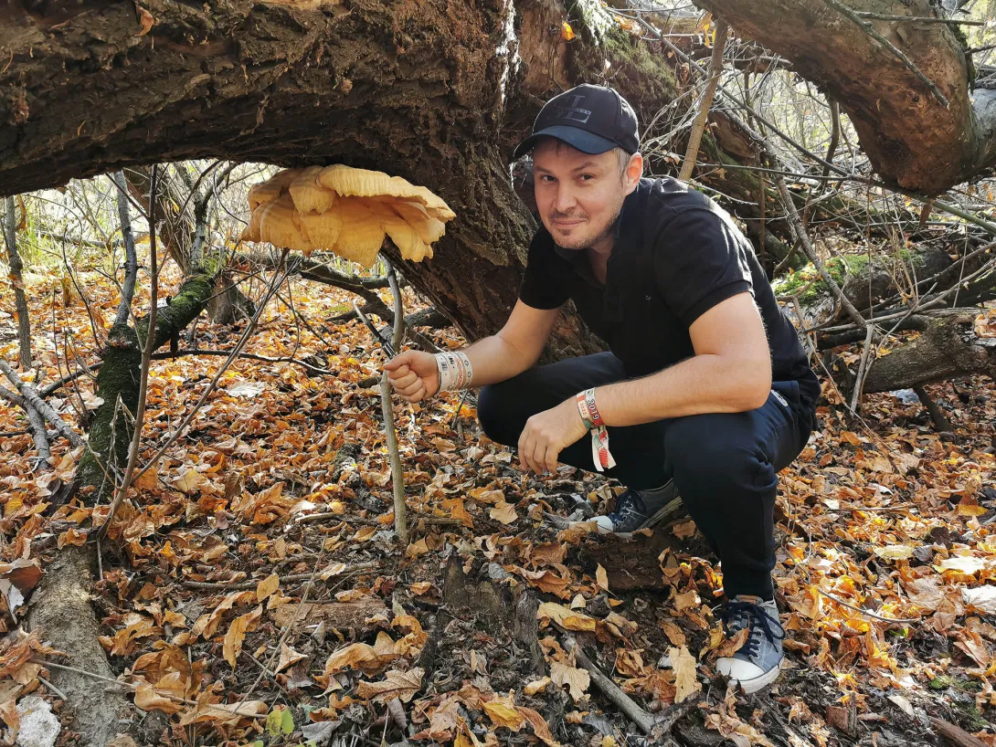 Sárga gévagomba, Őszi gombavadászat, Körös-Maros Nemzeti Park