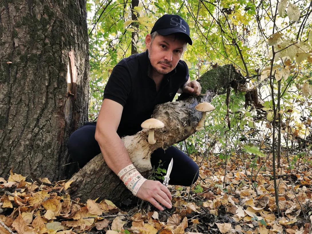 Nyárfa-tőkegomba, Őszi gombavadászat, Körös-Maros Nemzeti Park