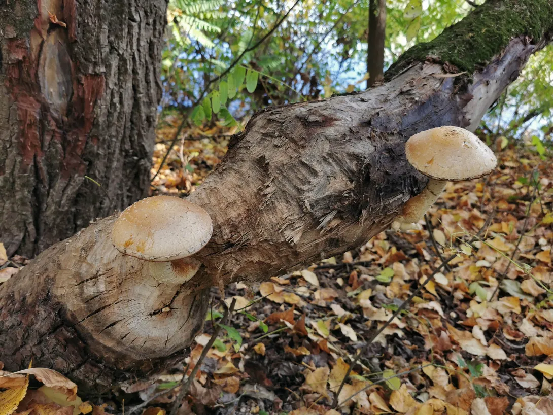 Nyárfa-tőkegomba, Körös-Maros Nemzeti Park