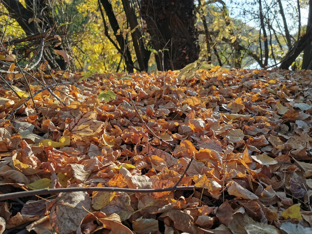 Erdőillatú őszi avar, Körös-Maros Nemzeti Park